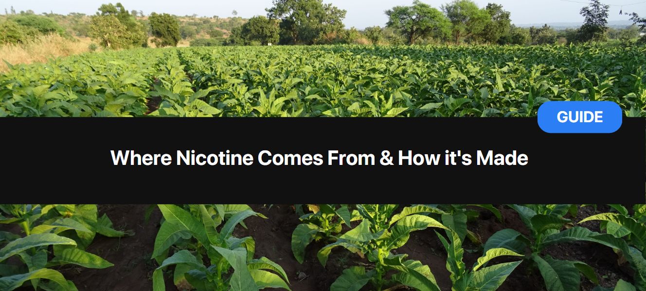 Where Nicotine Comes From & How it's Made (The #1 Guide)